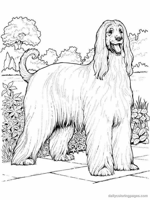 Afghan hound dog coloring page