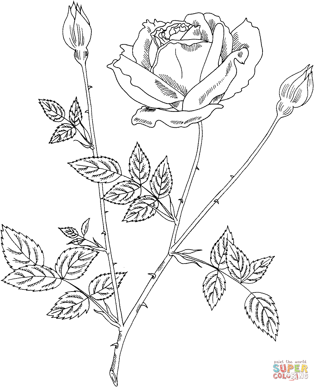 Roses Coloring Pages   Free Coloring Pages   Coloring Home