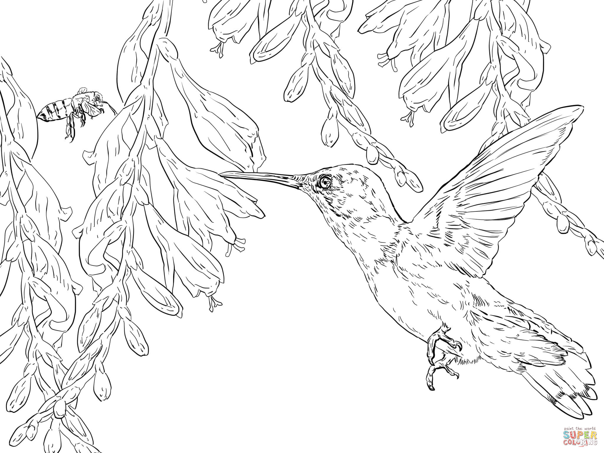 Bee Hummingbird coloring page | Free Printable Coloring Pages