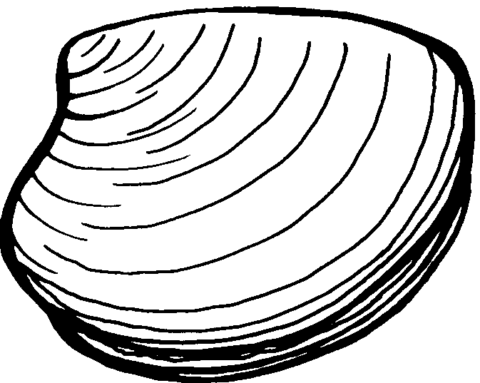 Clam Colouring In - ClipArt Best