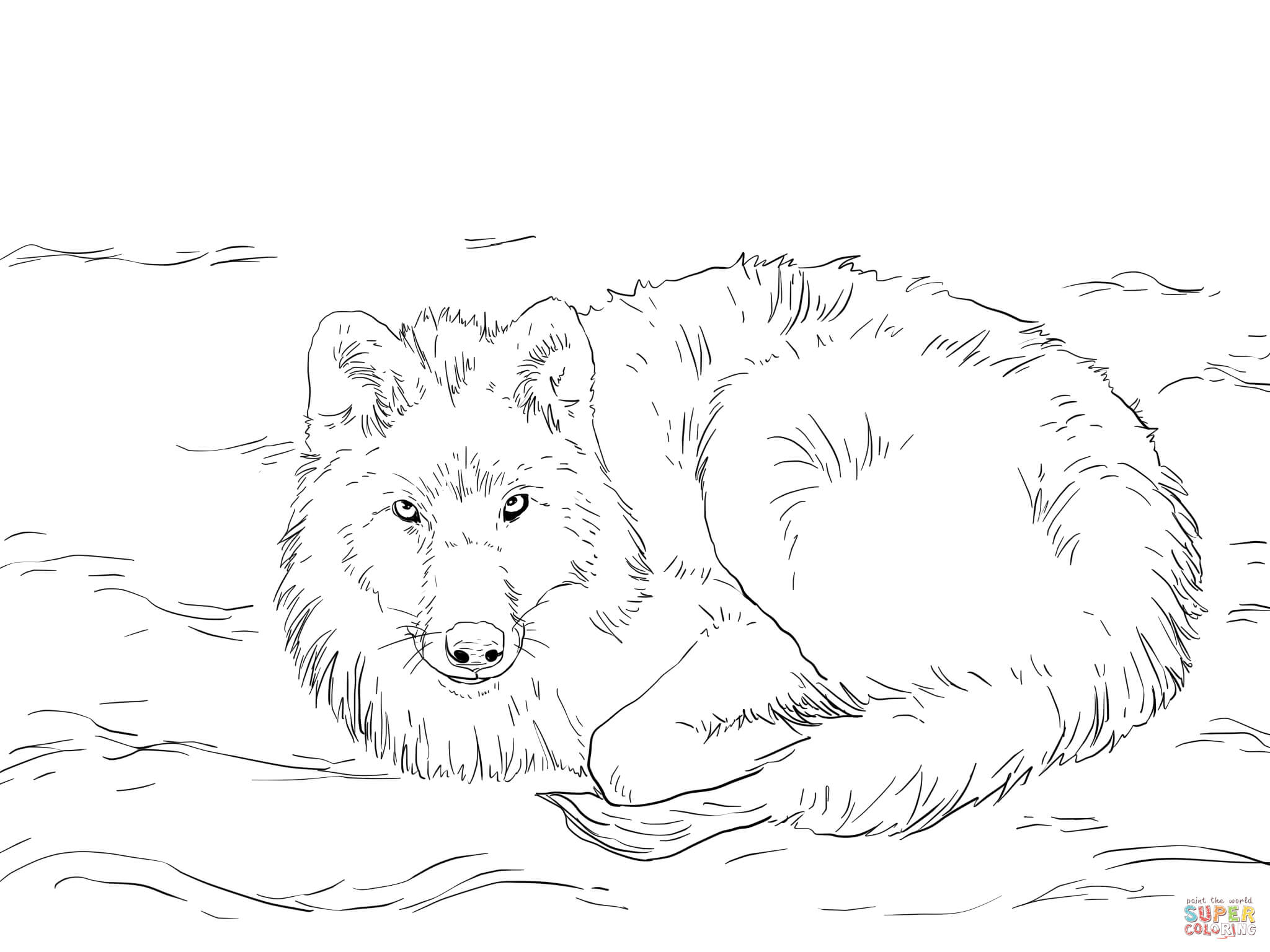 Arctic Wolf Laying on Snow coloring page | Free Printable Coloring Pages