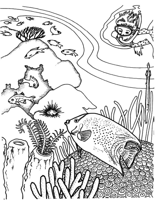 Diving Enjoy Viewing Coral Reef Fish Coloring Pages : Kids Play Color
