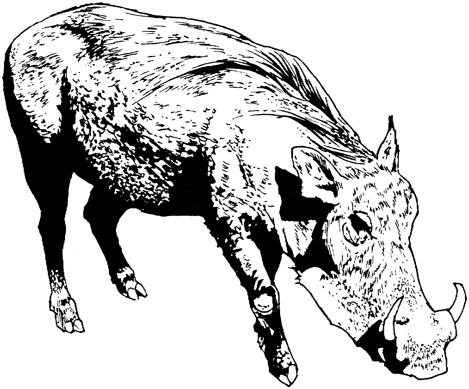Free Warthog Coloring Pages