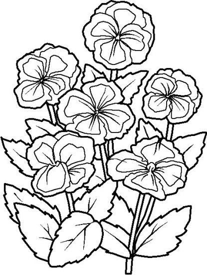 Pansy Coloring Pages - ClipArt Best