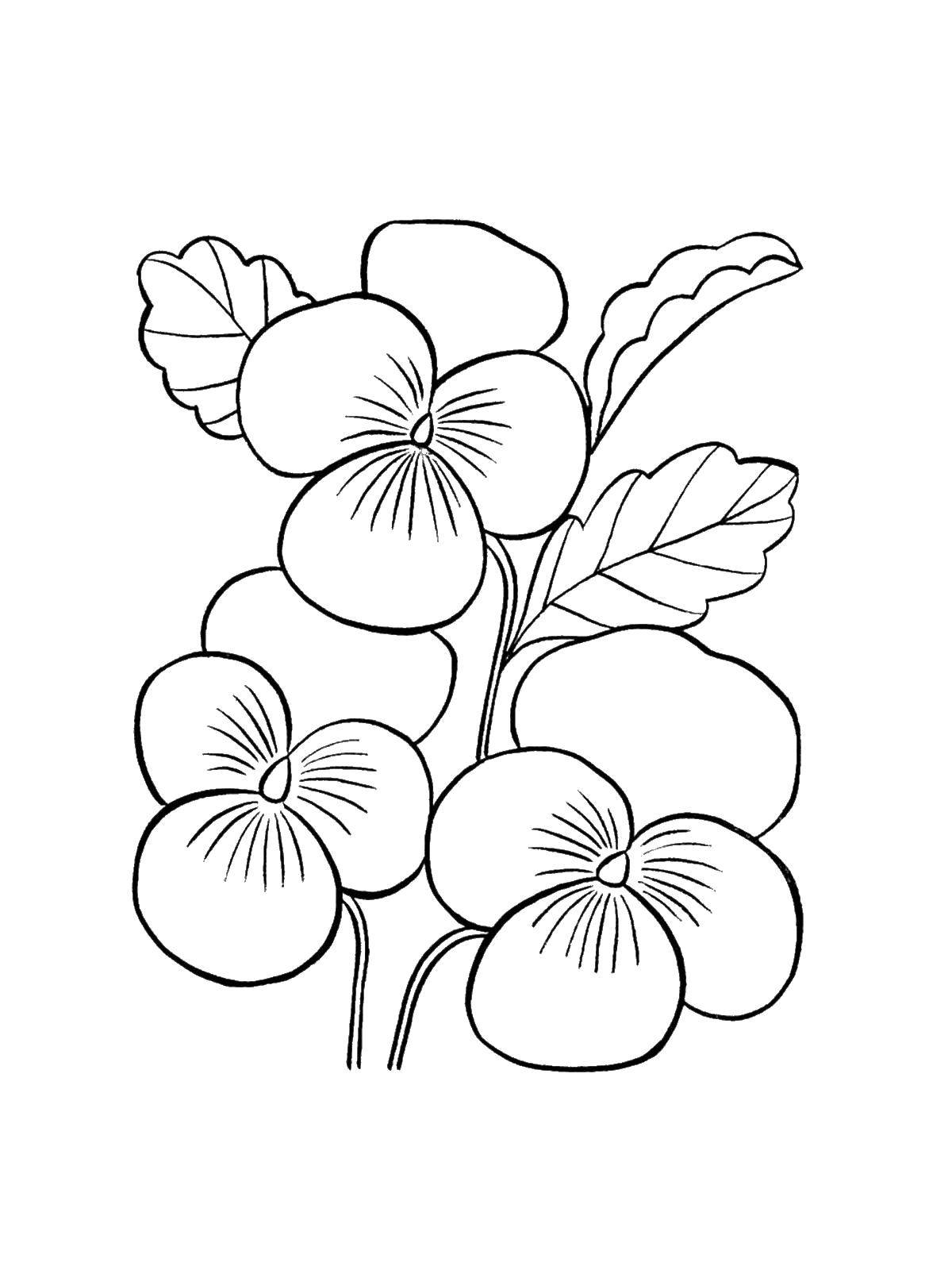 Online coloring pages Coloring Pansy , Coloring .