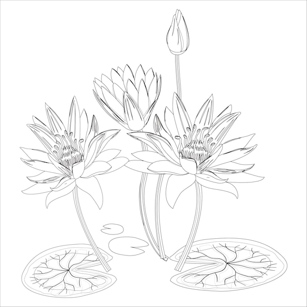 Premium Vector | Water lily outline black and white flower coloring page