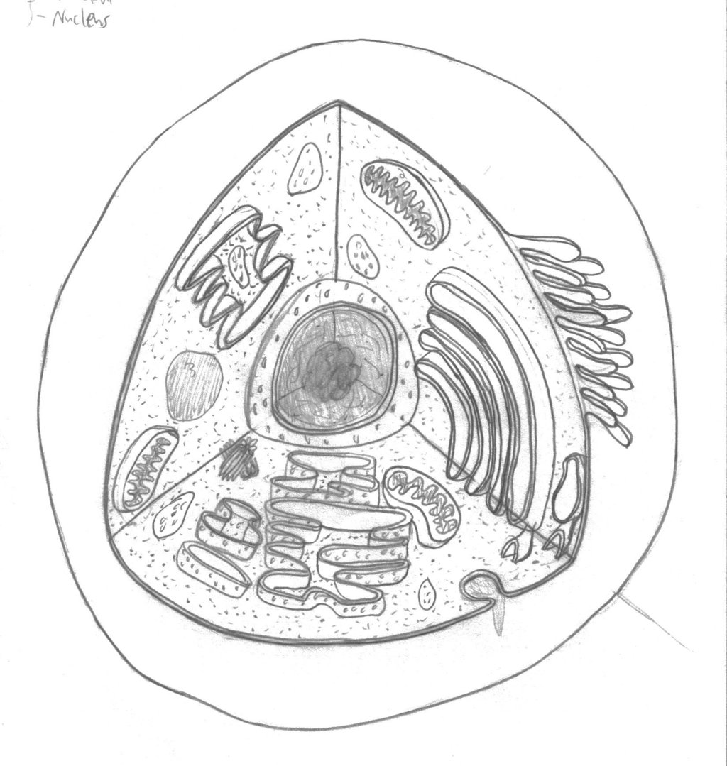 Human Cell Coloring Page