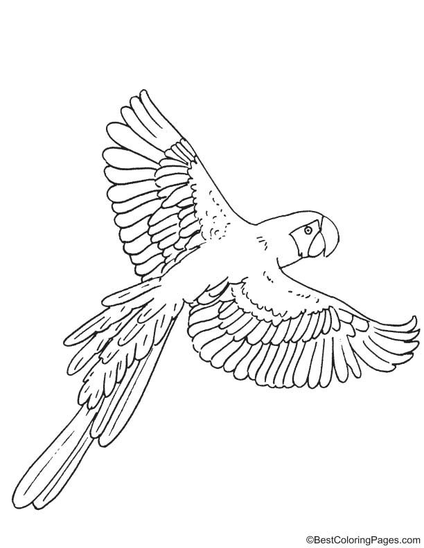 Macaw coloring page | Download Free Macaw coloring page for kids | Best Coloring  Pages