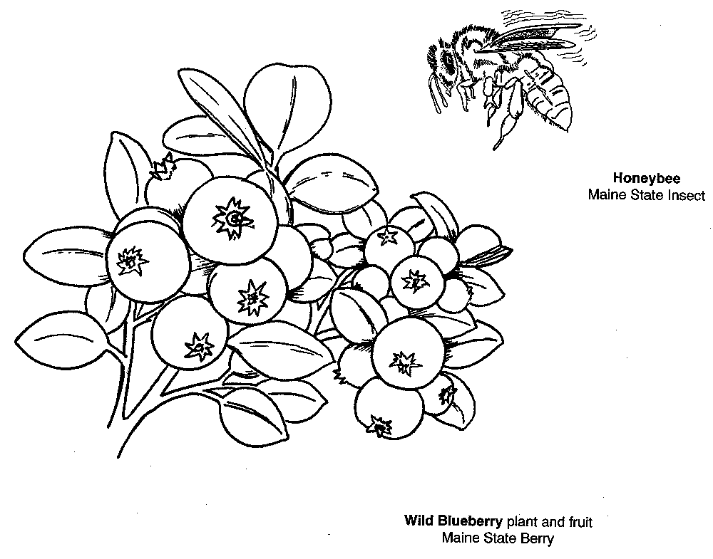 Symbols Coloring Book | Maine Secretary of State Kids' Page