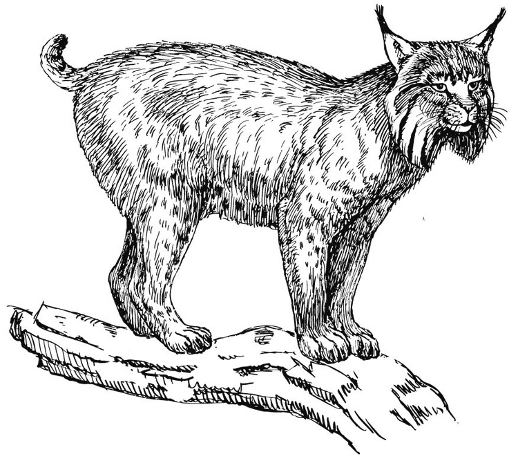Lynx Coloring Pages – Coloring Pics