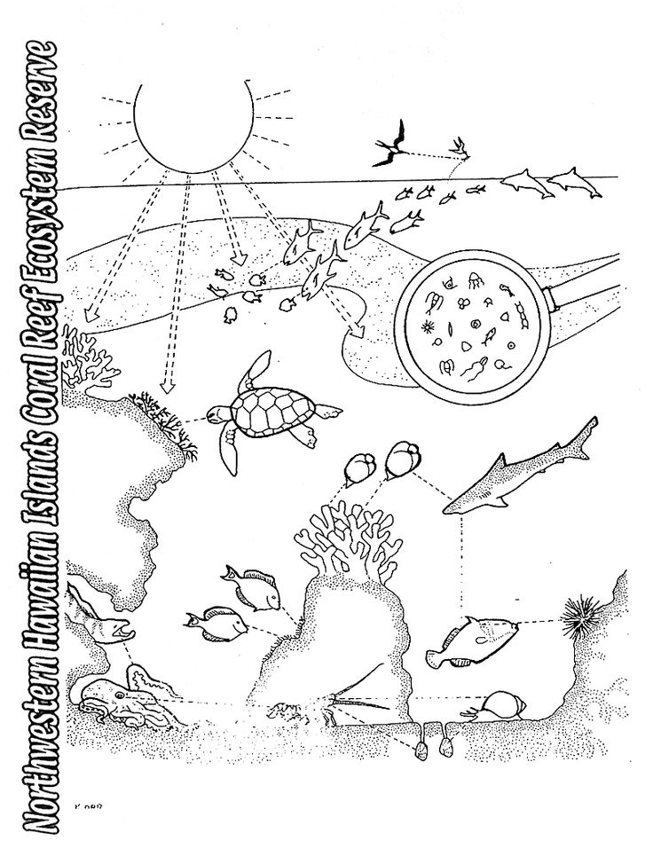 Coloring Pages Ecosystem Food Chain Coral Sheets Biome Reef Printable ...