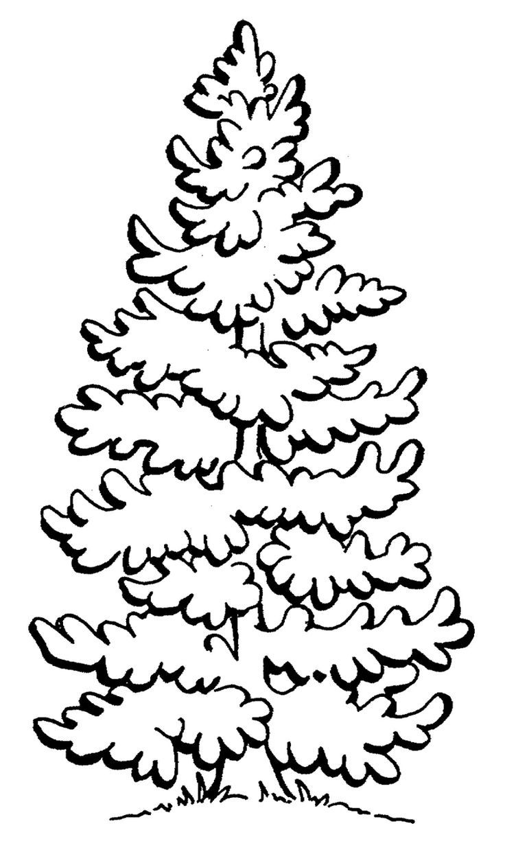 Pine Tree Coloring Page Free Clip Art - vrogue.co