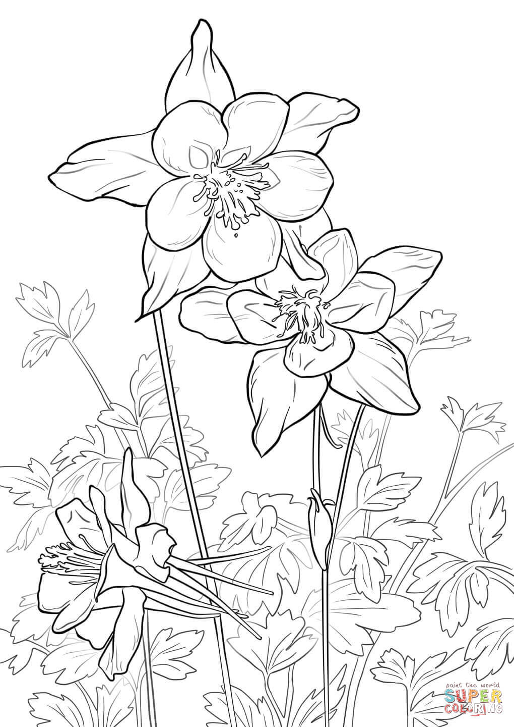 Rocky Mountain Columbine coloring page | Free Printable Coloring Pages