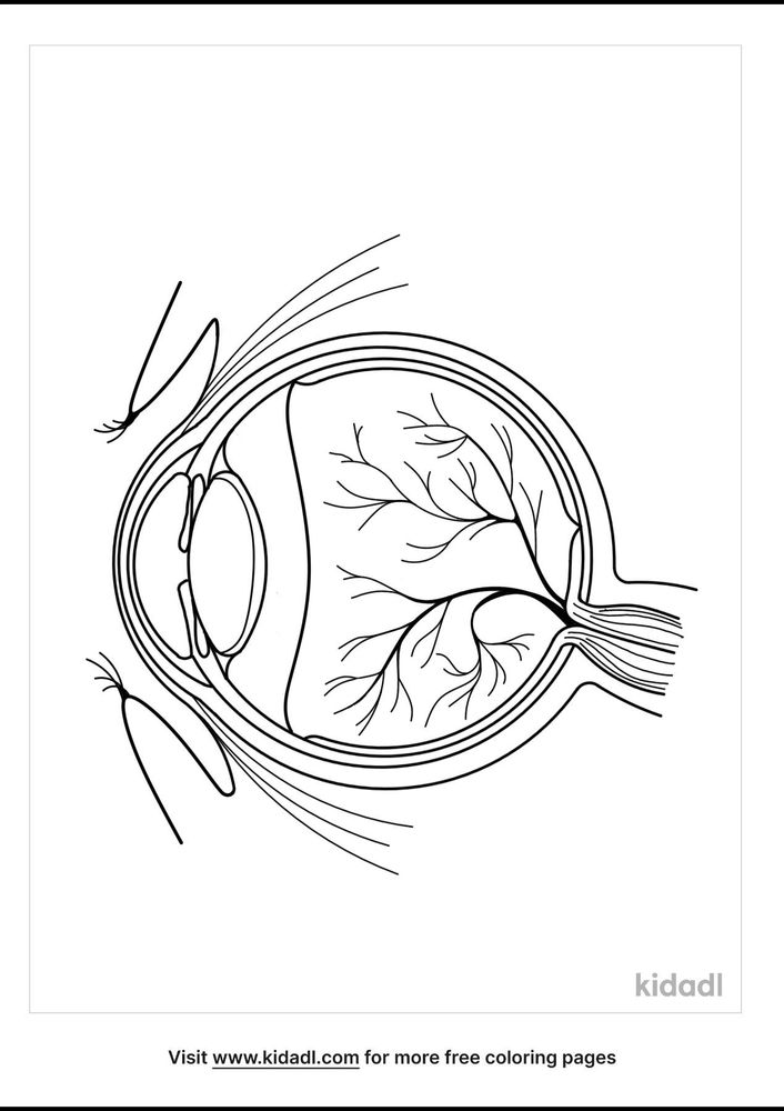 Eye Anatomy Coloring Pages | Free Human-body Coloring Pages | Kidadl