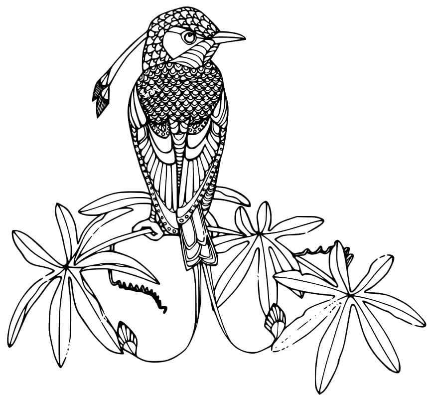 Bird of Paradise Perching Coloring Pages - Coloring Cool