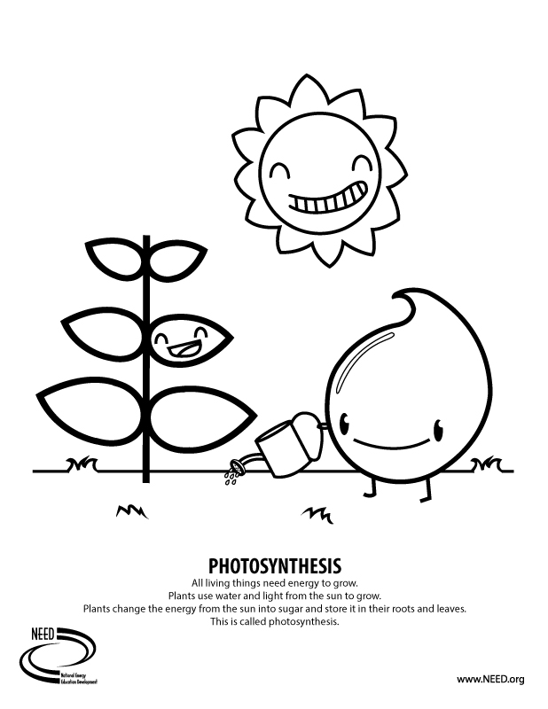 Coloring pages, Photosynthesis, Coloring pages for girls