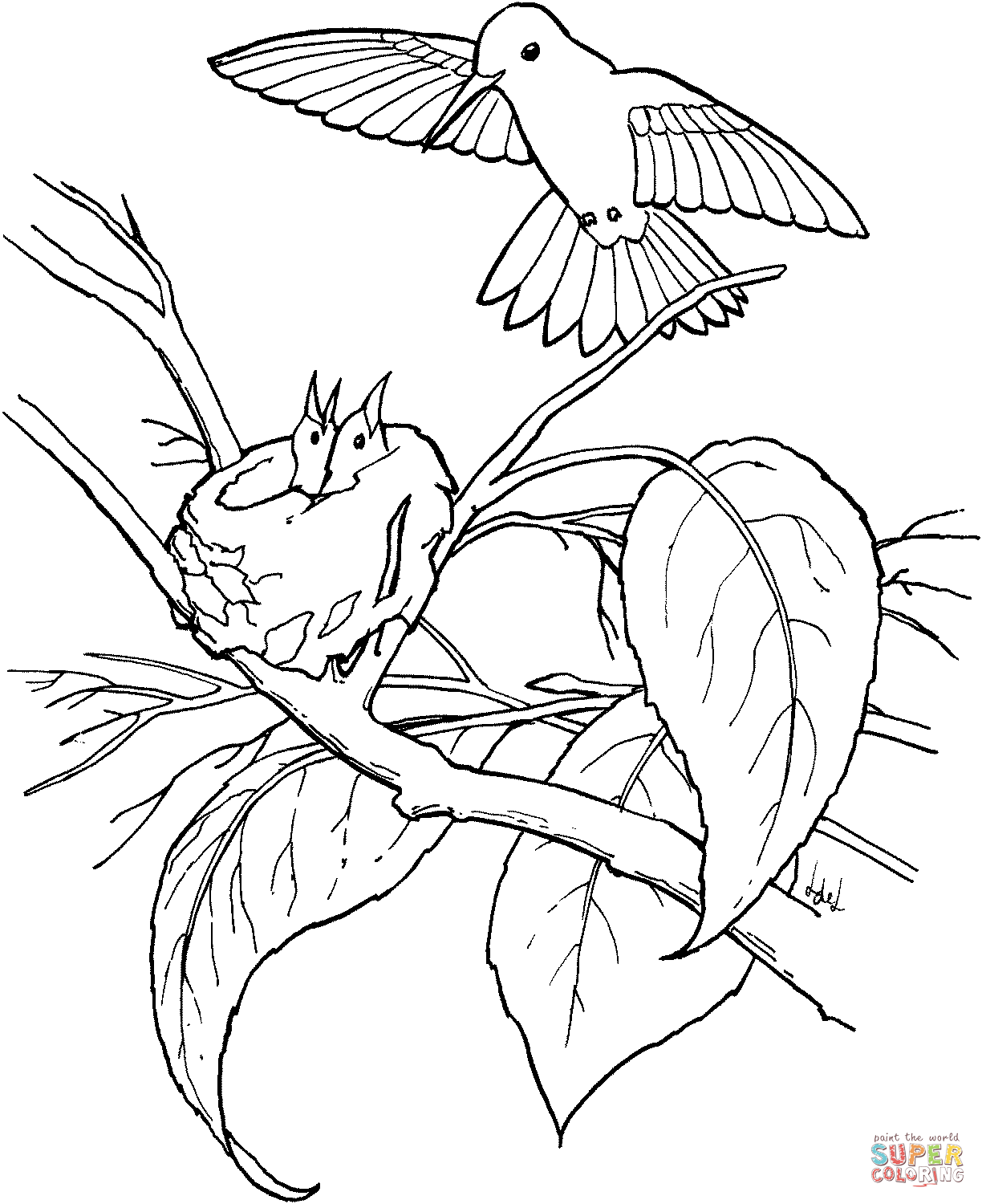 Hummingbirds coloring pages | Free Coloring Pages