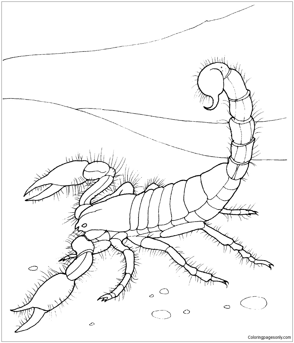 Giant Desert Scorpion Coloring Pages - Nature & Seasons Coloring Pages -  Free Printable Coloring Pages Online