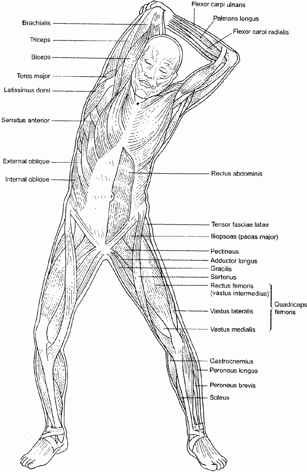 Download The Muscular System Coloring Pages Coloring Home