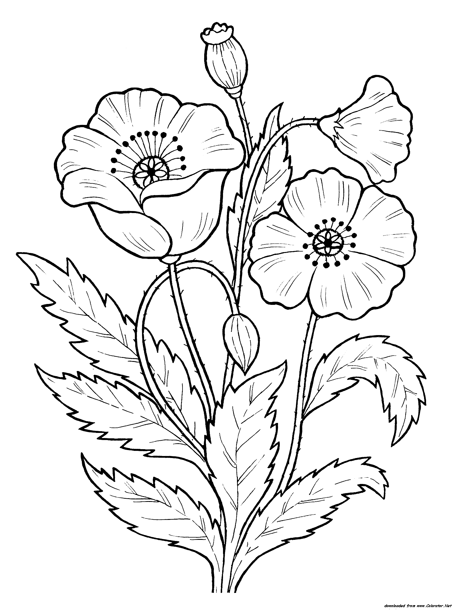 Poppy Coloring Pages Coloring Home