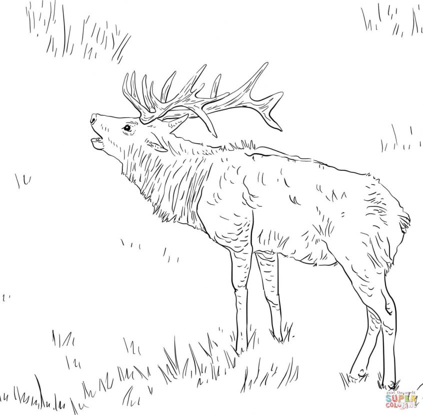 Best Coloring: Free Coloring Pages Animals Realistic Elk ...