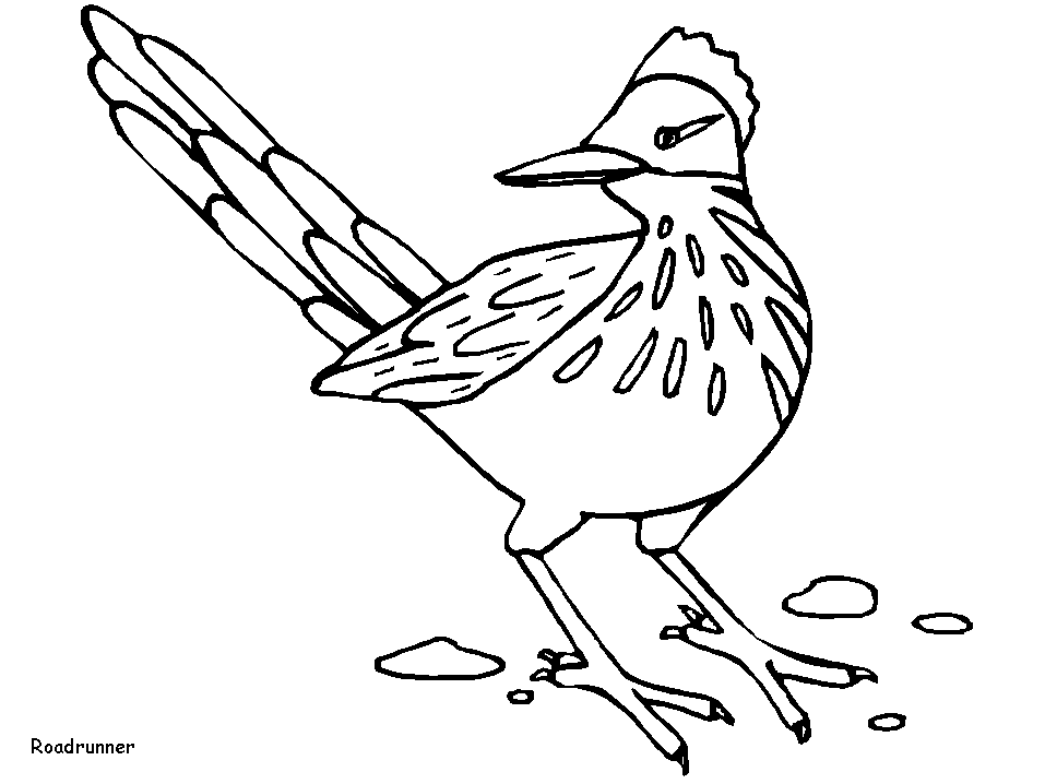 Roadrunner Animals Coloring Pages & Coloring Book
