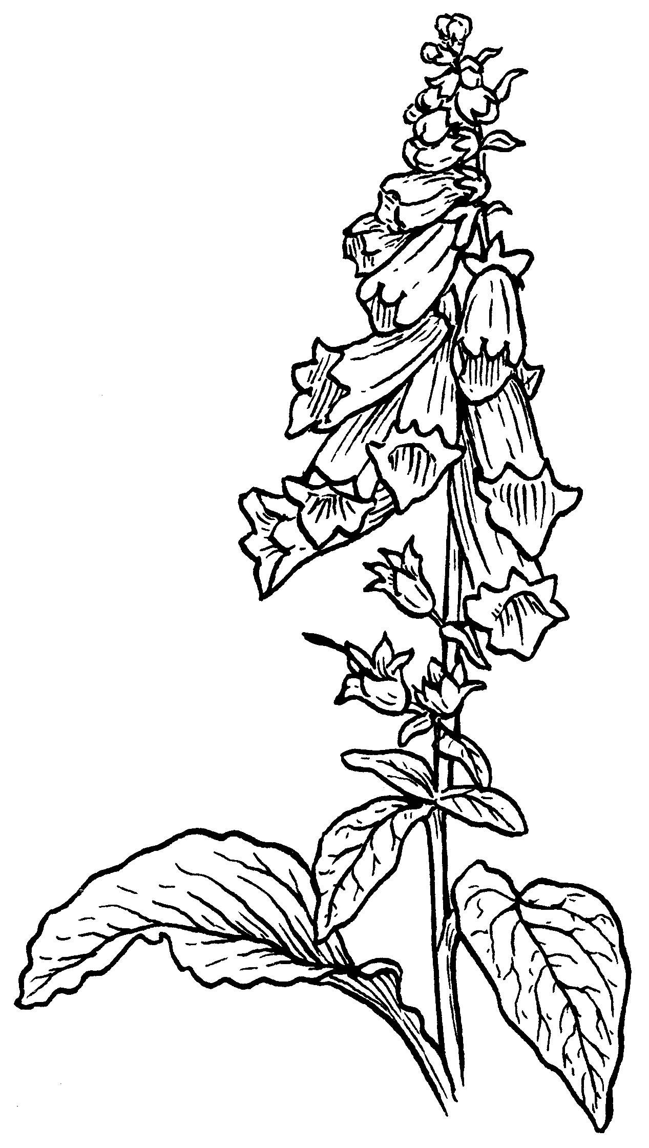 File:Foxglove (PSF).png - Wikimedia Commons
