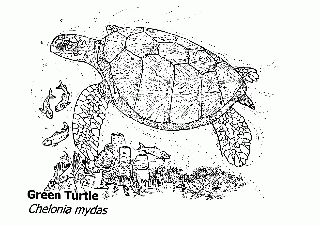 Черепаха логгерхед карандашом