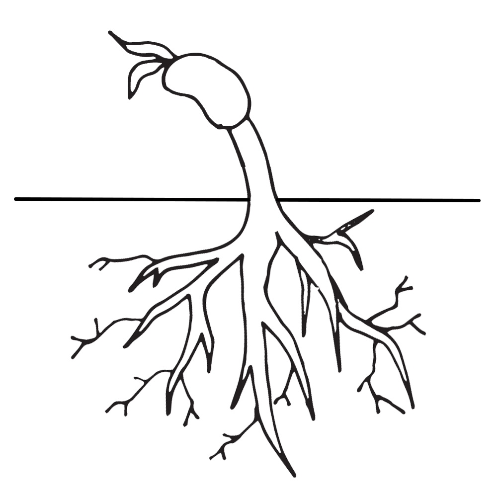 Life Cycle Of A Plant Coloring Page   Coloring Home