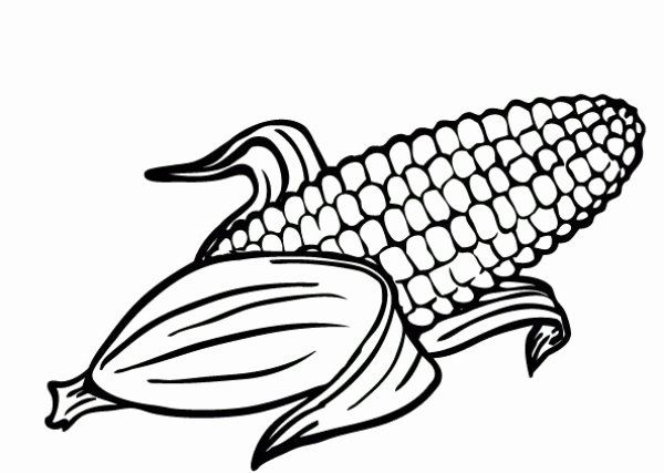 Corn On the Cob Coloring Page Fresh Corn Drawing at Getdrawings in 2020 | Coloring  pages, Super coloring pages, Corn drawing