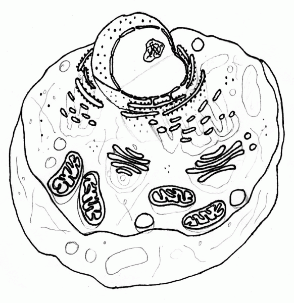 Cells Coloring Page
