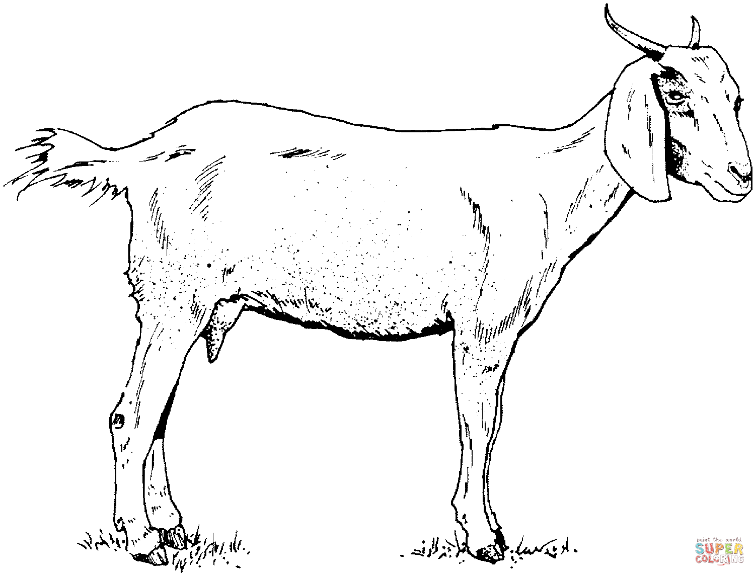 Domestic Goat coloring pages | Free Coloring Pages