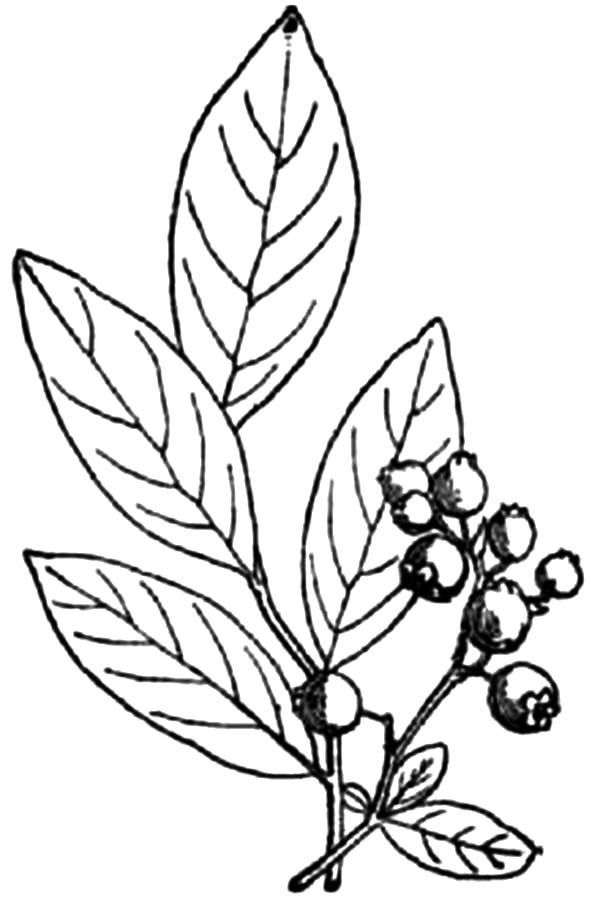Blueberry Coloring Page - Coloring Home