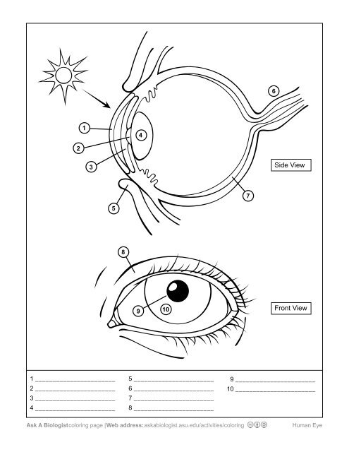 Ask A Biologist - Eye Anatomy - Worksheet Coloring Page Activity