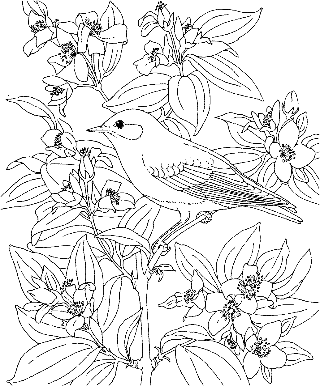 Birds And Flowers Coloring Pages.