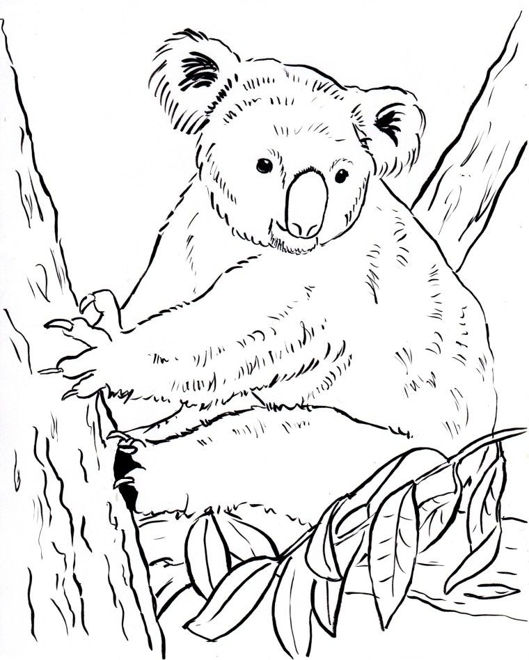 Koala Bear Coloring Page - Samantha Bell