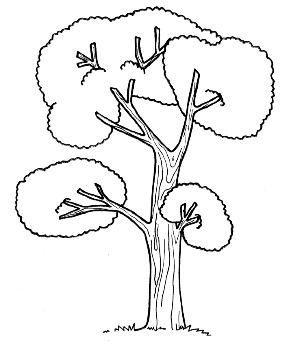 Tall Tree Coloring Pages For Kids #TC : Printable Trees Coloring ...