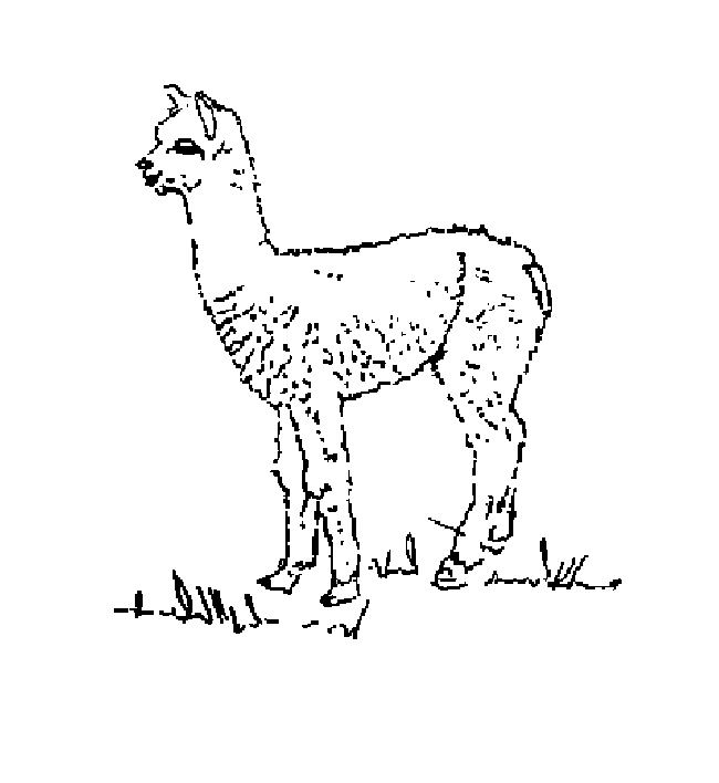 Alpaca Coloring Pages - Coloring Home