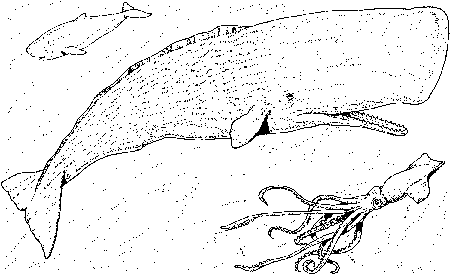 Humpback Whales Coloring Pages   Coloring Home