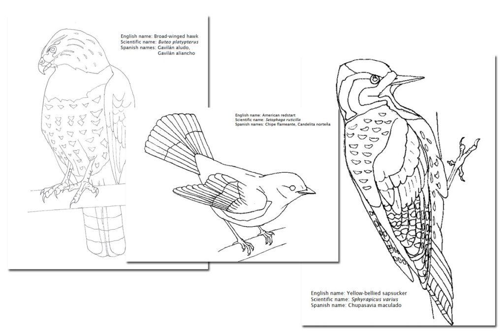 Migratory Bird Coloring Pages ~ Free ...