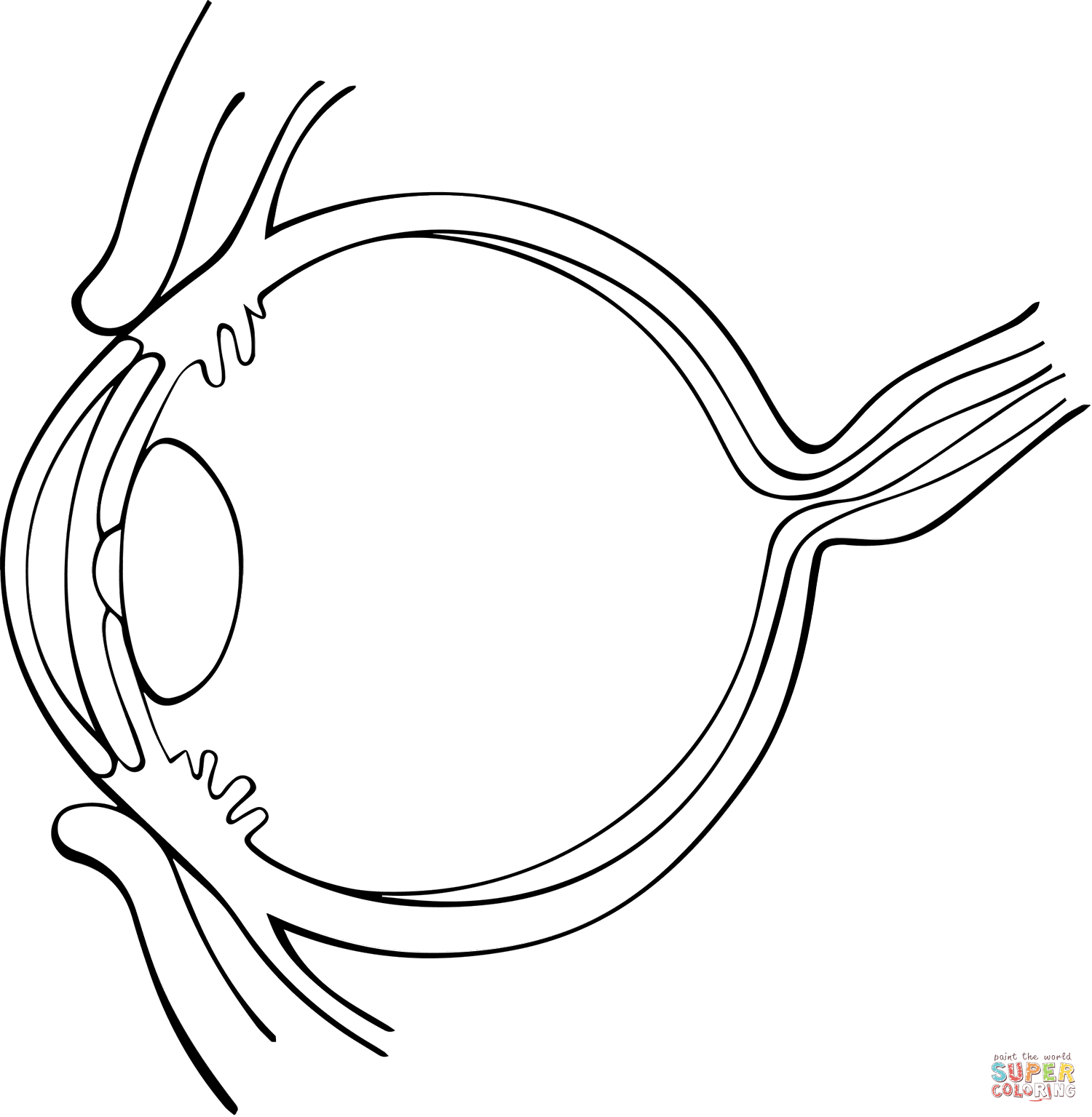 Side View of Human Eye coloring page | Free Printable Coloring Pages