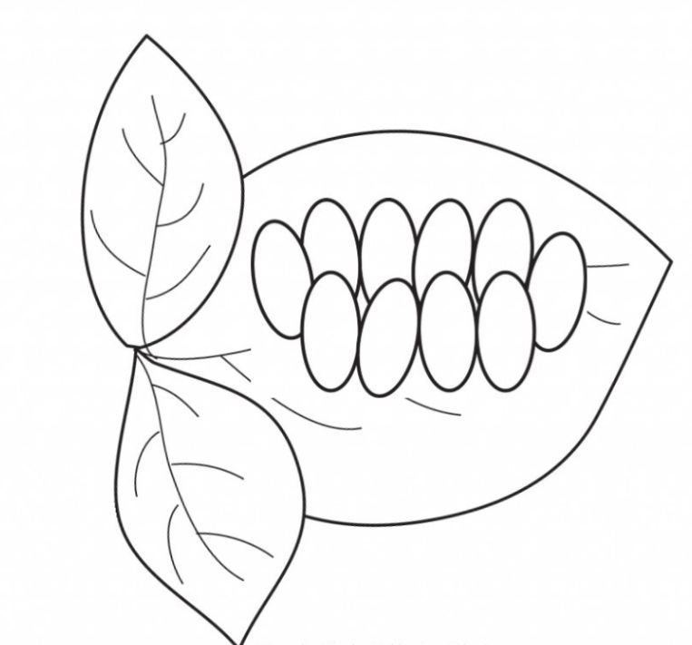 Coloring Pages Butterfly Life Cycle Coloring Home