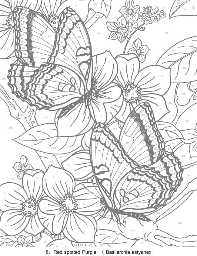 Creative Haven Butterflies Color by Number Coloring Book ...