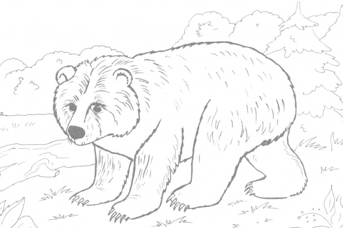 brown bear coloring pages printable hq image of brown bear ...