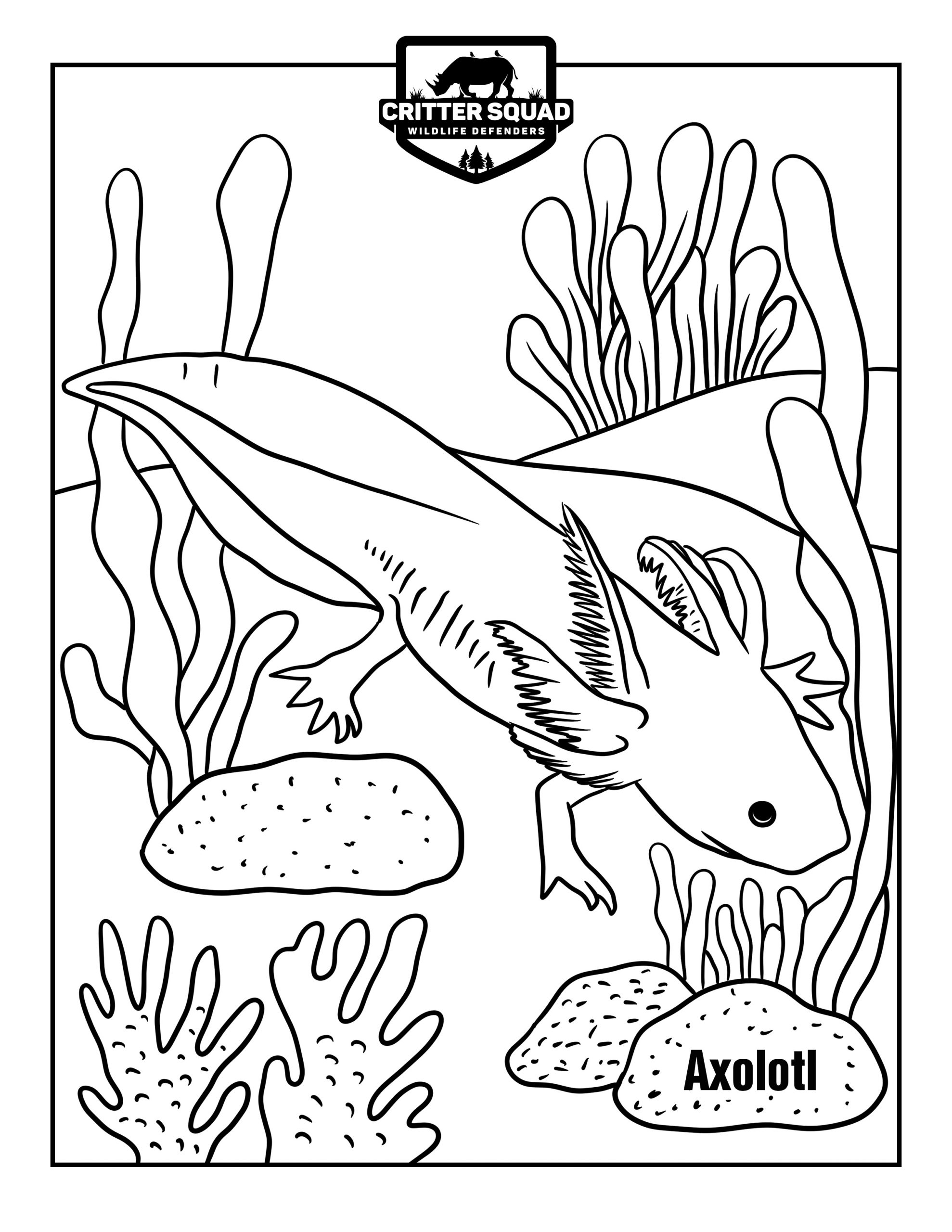 Axolotl Coloring Page - C.S.W.D