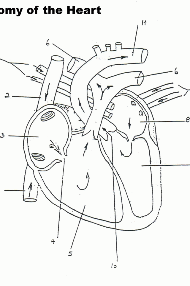Anatomy Coloring Pages Heart - Coloring Home