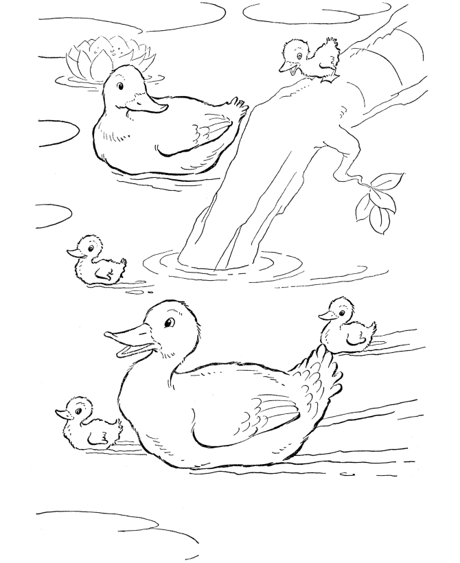 Farm Animal - Ducks swimming in the farm pond Coloring Pages 