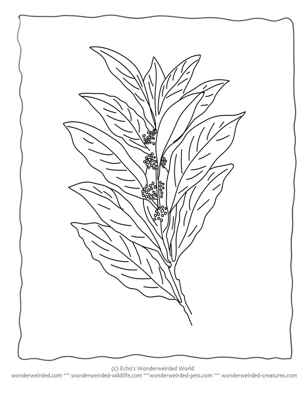 Bay Leaf Coloring Page, Our Coloring Pages of Leaves with Bay Leaf 