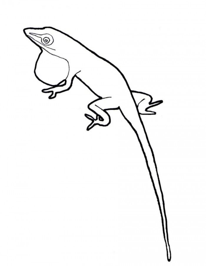 Anole Lizard Coloring Pages | 99coloring.com