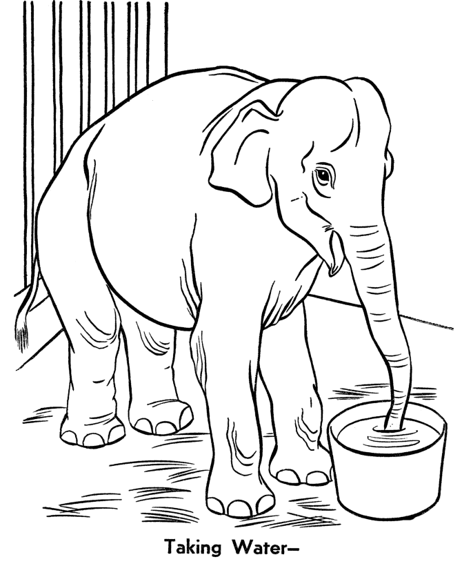 Coloring Pages Zoo Animals | Printable Coloring Pages